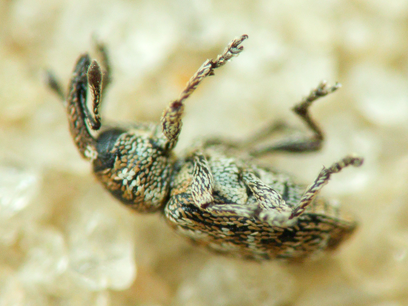 Smicronyx jungermanniae (Reich, 1797)